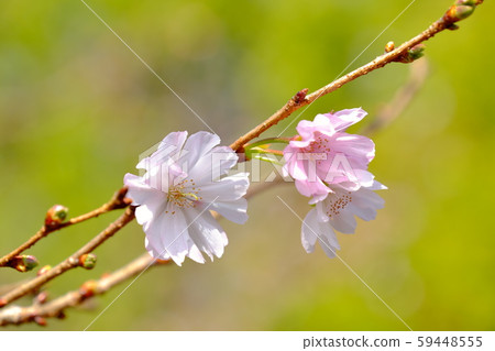 Winter Cherry Blossoms At Kamikawacho Castle Park Stock Photo