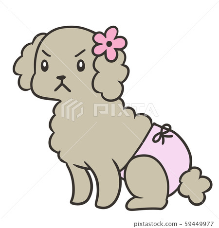 Toy poodle wearing sanitary pants (angry face 2) 59449977