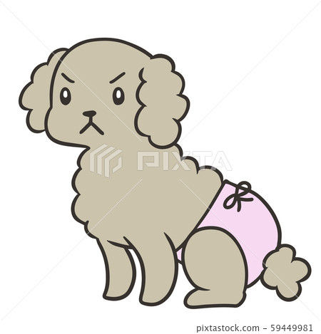 Toy poodle with sanitary pants (angry face) Toy poodle with sanitary pants (angry face) 59449981