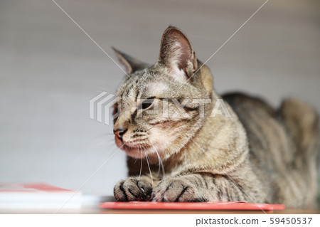 Sleepy pheasant cat 59450537