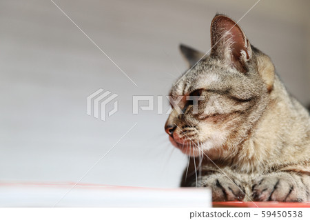 Side view of a pheasant cat Side view of a pheasant cat 59450538