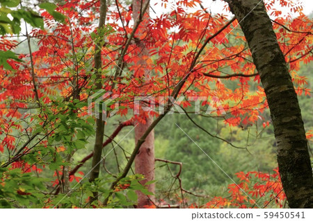 Colored leaves of the lonely place ③ 59450541