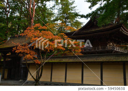 高野山的秋葉 59450638