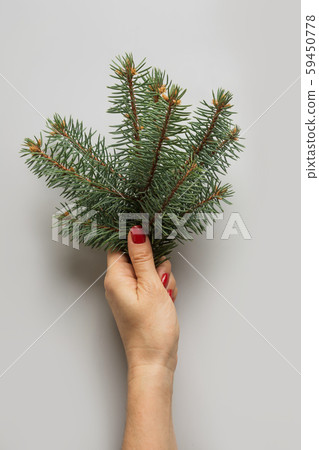 Female hand holding Christmas tree branches on grey. Xmas greeting card. Female hand holding Christmas tree branches on grey. Xmas greeting card. 59450778