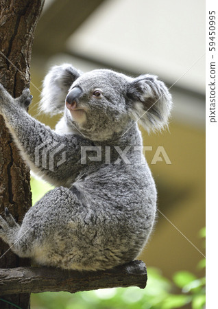 Koala 59450995
