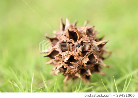 Maple-leaf Sycamore 59451006