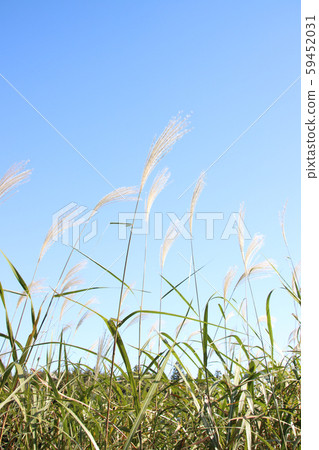 Susuki Moka City, Tochigi Prefecture 59452031