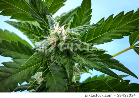 A flowering cannabis bud right before harvest, a macro photo, with yellow stigmas and white A flowering cannabis bud right before harvest, a macro photo, with yellow stigmas and white 59452054