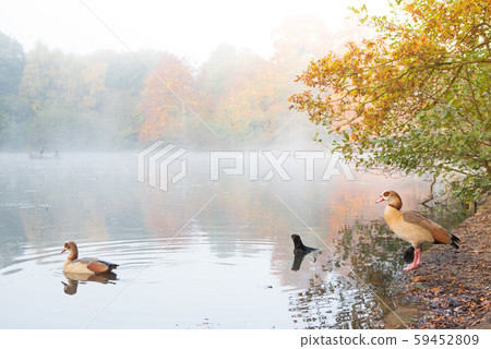 British autumn leaves fall 59452809