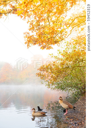 British autumn leaves fall 59452819