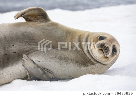 Antarctic fur seal - South Shetland Islands - Antarctica 59453939
