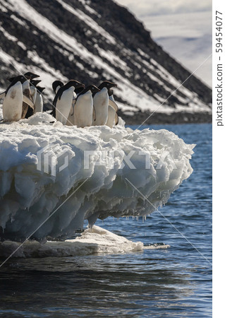 Group of Adelie penguins - Antarctica Group of Adelie penguins - Antarctica 59454077