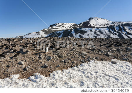 Adelie penguin colony - Antarctic Peninsula - Antarctica Adelie penguin colony - Antarctic Peninsula - Antarctica 59454079