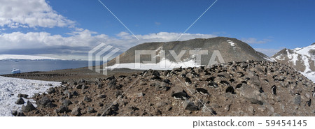 Adelie penguin colony - Antarctica Adelie penguin colony - Antarctica 59454145