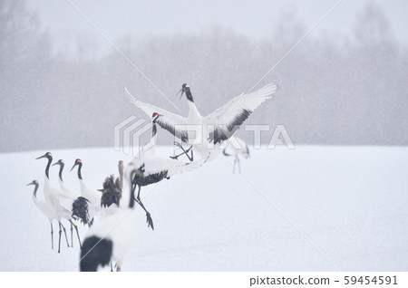日本起重機戰（北海道鶴井市） 59454591