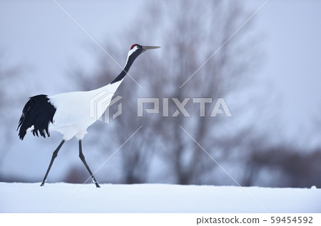 站在雪原上的一個Tancho（北海道·Tsurui） 59454592