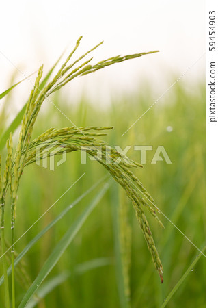 Closed up of green rice farm field 59454903