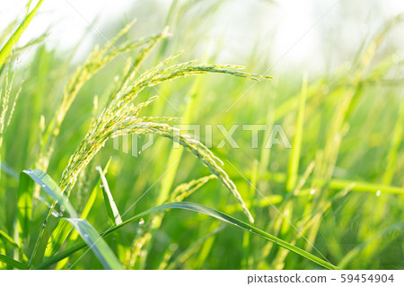 Closed up of green rice farm field 59454904