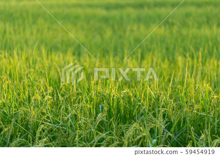 Closed up of green rice farm field 59454919