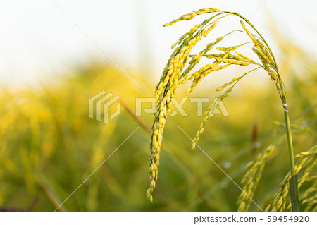 Closed up of green rice farm field 59454920