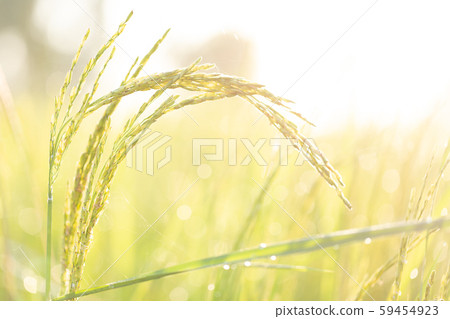 Closed up of green rice farm field 59454923