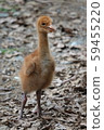 Sodegro chicks 59455220