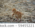 Sodegro chicks 59455221