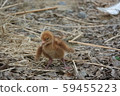 Sodegro chicks 59455223