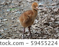 Sodegro chicks 59455224