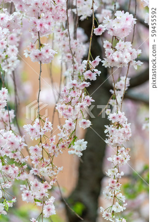 Through the Mint Sakura 59455592