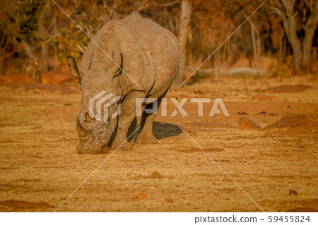 White rhino grazing in the golden light. 59455824