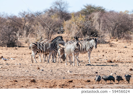 Zebras in Etosha National Park. 59456024