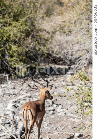 Impalas in Etosha National Park Impalas in Etosha National Park 59456035