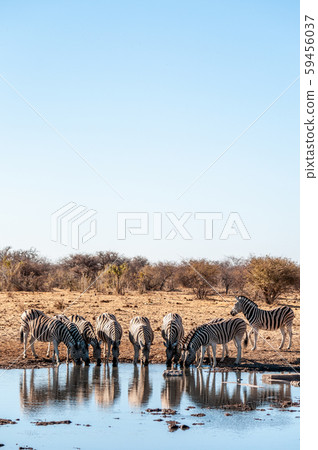 A group of Zebras in Etosha A group of Zebras in Etosha 59456037