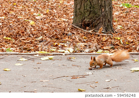 A little orange squirrel finds a walnut 59456248