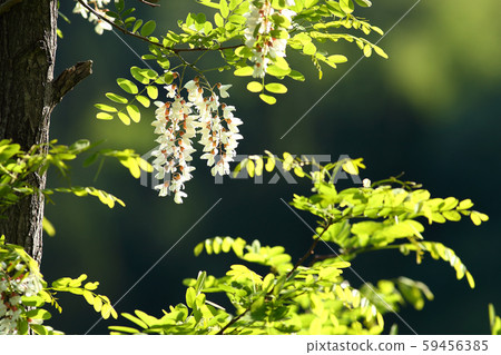 Nise Acacia Acacia Harienju Nise Acacia Acacia Harienju 59456385