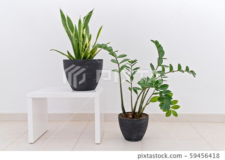 Zamioculcas and Sansevieria potted plants against Zamioculcas and Sansevieria potted plants against 59456418