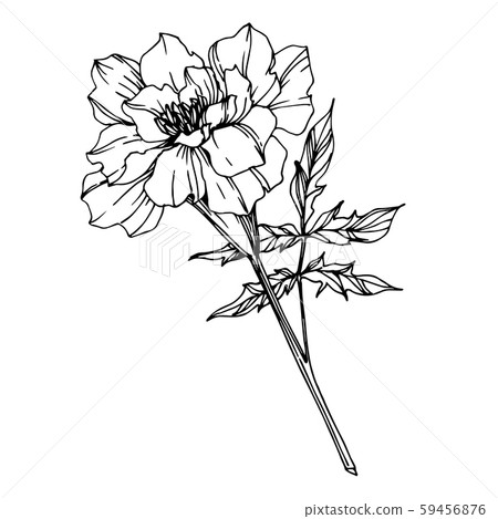 Vector Marigold Floral Botanical Flowers Black Stock Illustration