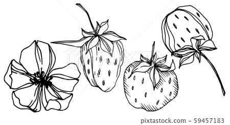 Vector strawberry fresh berry healthy food. Black and white engraved ink art. Isolated strawberry 59457183