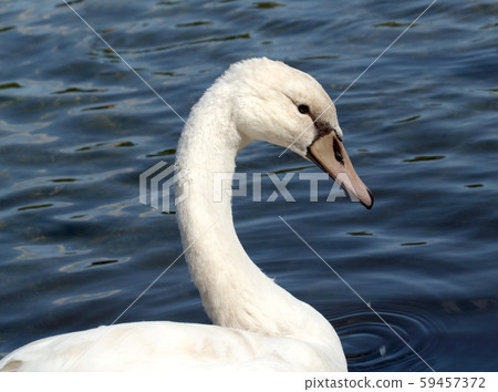 Closeup view of beautiful white swan Closeup view of beautiful white swan 59457372