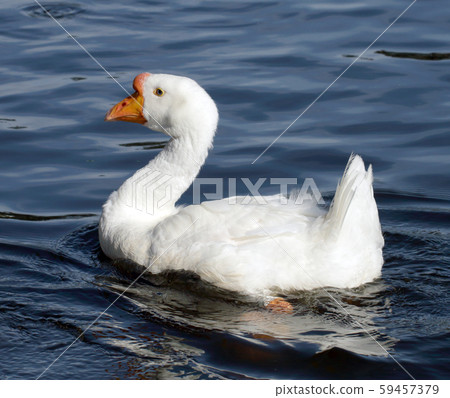 White goose 59457379