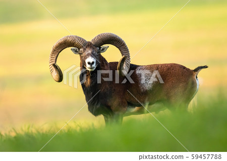 Full frame of careful mouflon with big horns listening carefully in summertime Full frame of careful mouflon with big horns listening carefully in summertime 59457788