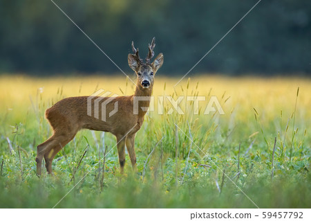 An observant roe deer buck standing on the flouring meadow An observant roe deer buck standing on the flouring meadow 59457792
