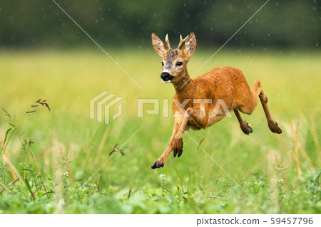 Young roe deer buck with small antlers jumping in the rain in summertime Young roe deer buck with small antlers jumping in the rain in summertime 59457796