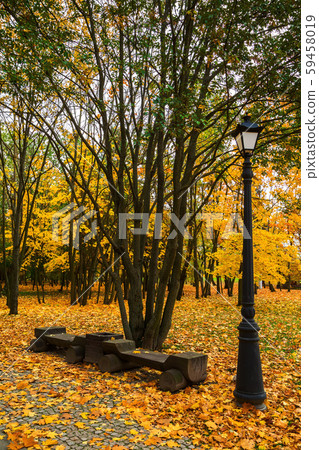 golden autumn in the park 59458019