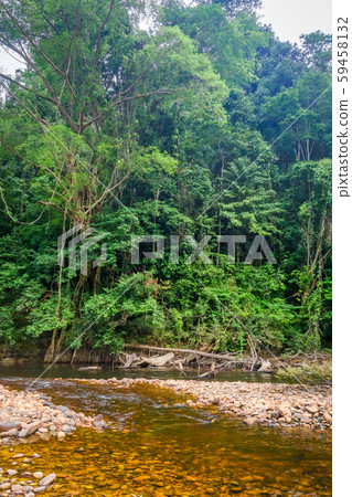 River in Jungle rainforest Taman Negara national 59458132