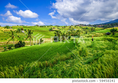 Jatiluwih paddy field rice terraces, Bali, 59458141