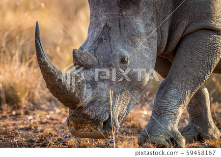 Close up of a White rhino head. Close up of a White rhino head. 59458167