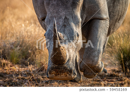 Close up of a White rhino head. Close up of a White rhino head. 59458169