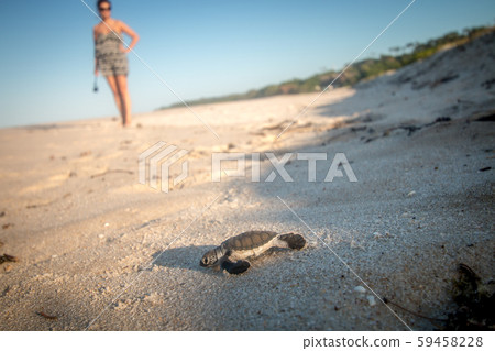 Green sea turtle hatchling on the beach. Green sea turtle hatchling on the beach. 59458228